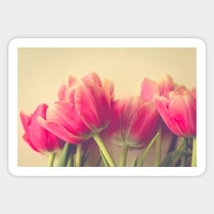 Spring Tulip 1 Sticker